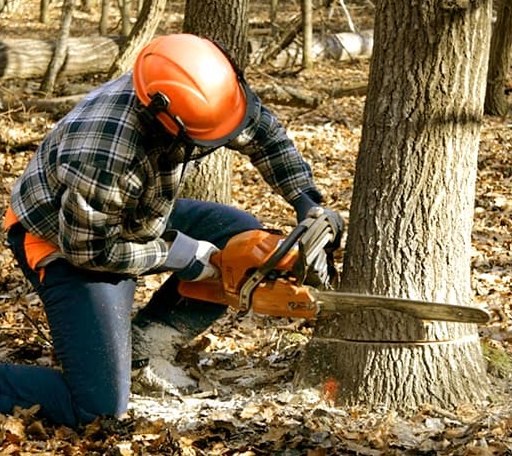 Tree Removal in Dundee, MS